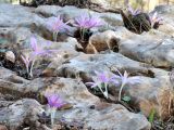 Colchicum stevenii. Цветущие растения. Israel, Mount Carmel. 06.11.2009.