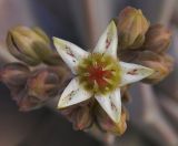 Graptopetalum paraguayense