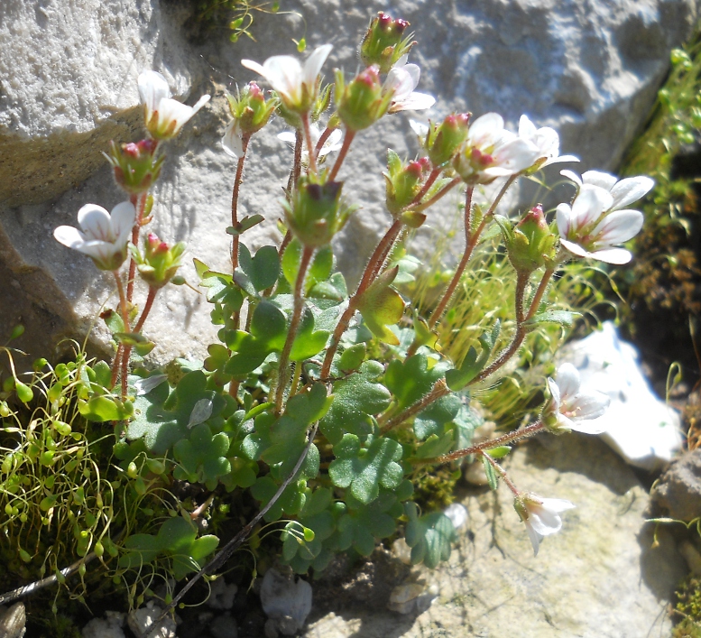 Изображение особи Saxifraga carpatica.