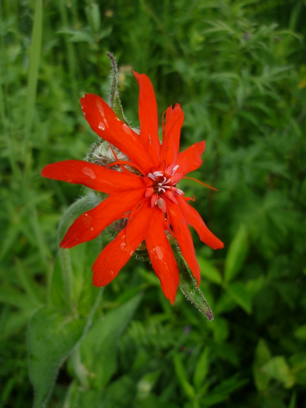 Изображение особи Lychnis fulgens.