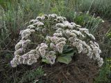 Goniolimon speciosum. Цветущее растение. Иркутская обл., о. Ольхон, окр. урочища Хадай, степь. 24.07.2012.