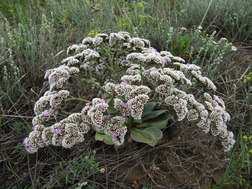 Изображение особи Goniolimon speciosum.