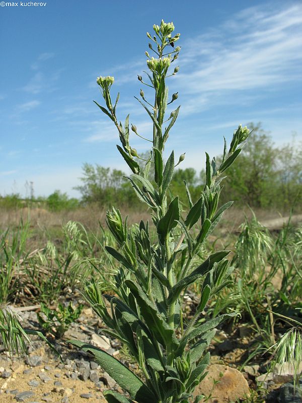 Image of Camelina pilosa specimen.