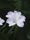 Mirabilis jalapa