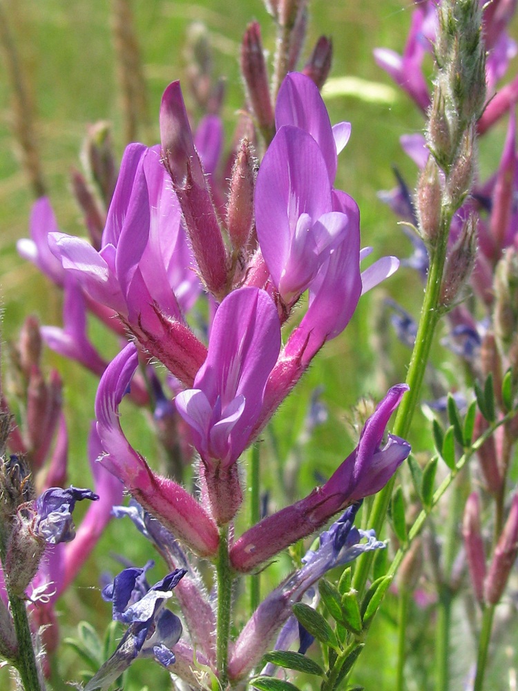 Image of Astragalus varius specimen.