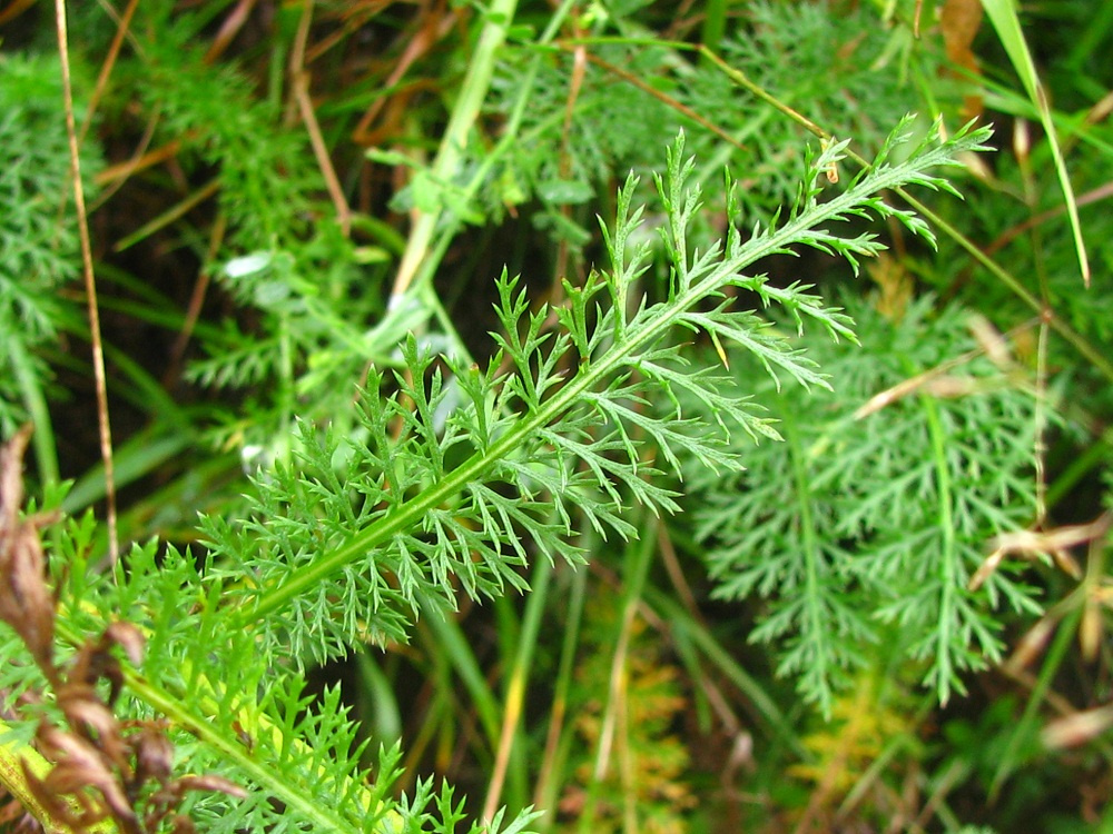 Изображение особи Achillea millefolium.