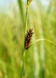 Carex kirganica