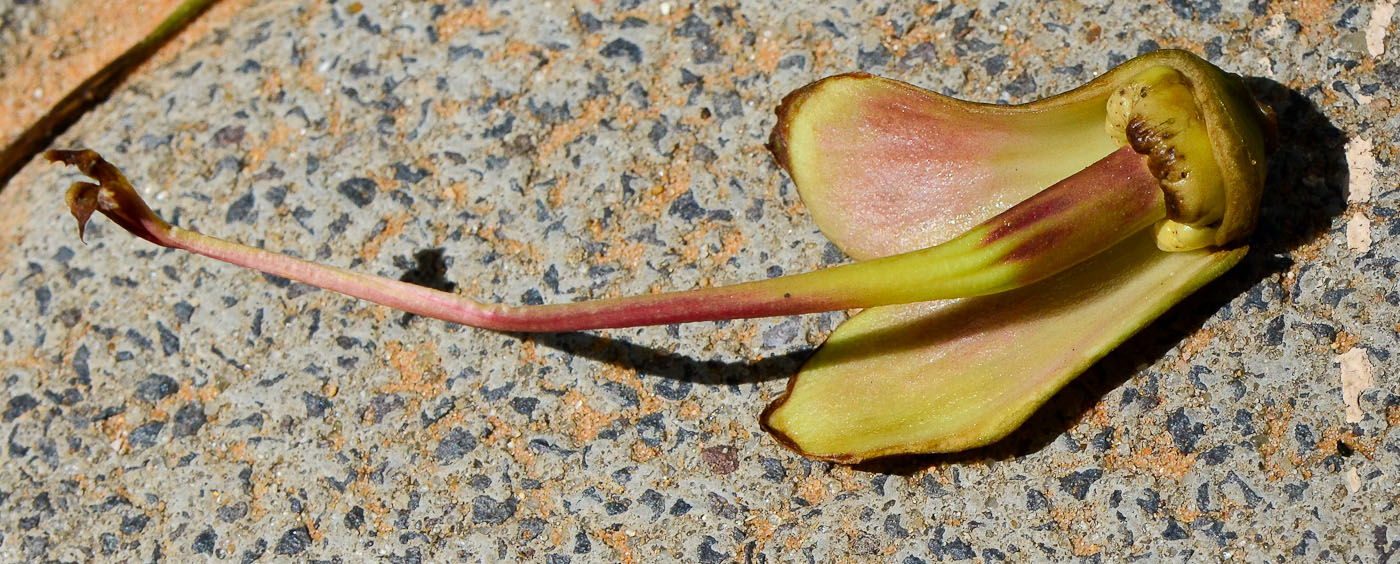 Изображение особи Kigelia pinnata.