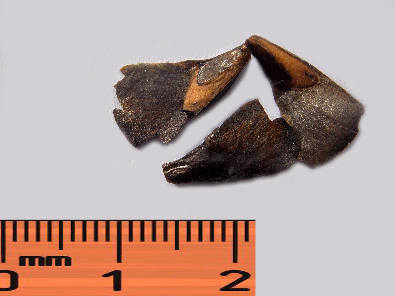Image of Abies fabri specimen.