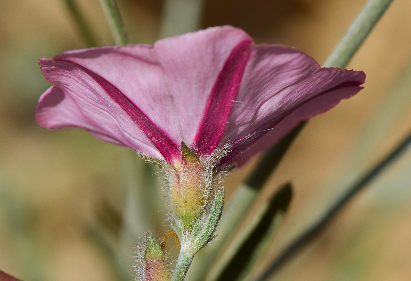 Image of Convolvulus oleifolius specimen.
