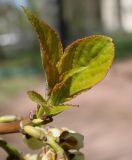 Stachyurus praecox