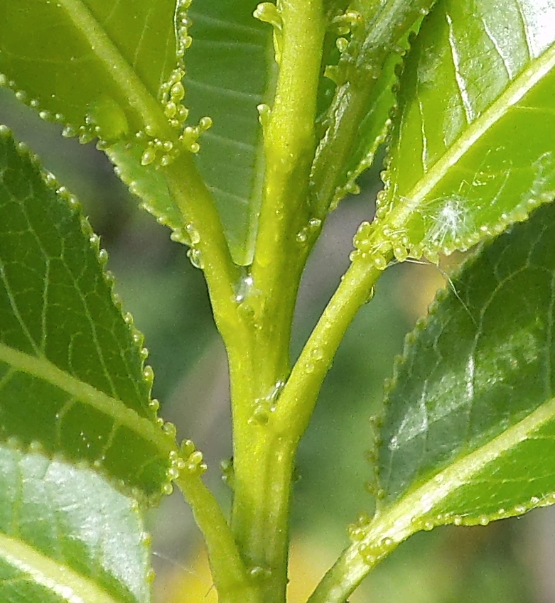 Image of Salix pentandra specimen.