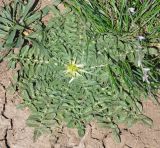 Centaurea iberica