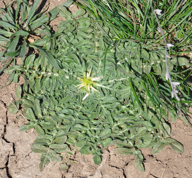 Image of Centaurea iberica specimen.