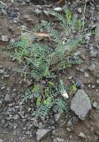 Vicia ervilia