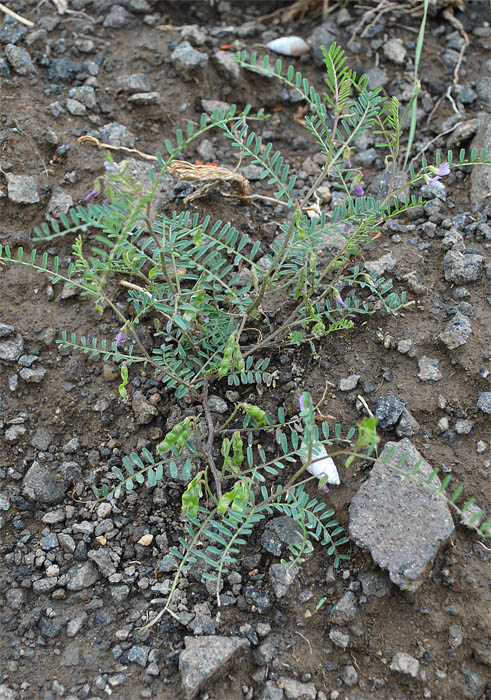 Image of Vicia ervilia specimen.