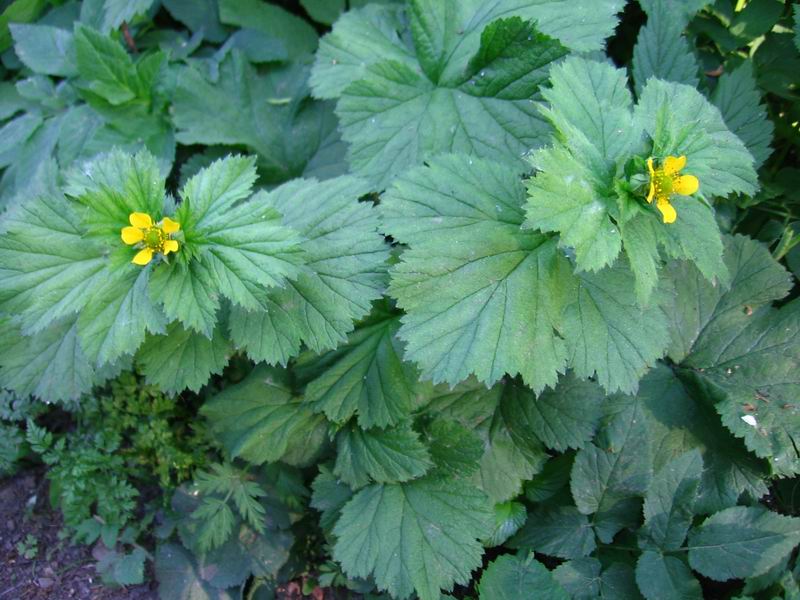 Image of Geum macrophyllum specimen.