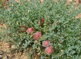 Astragalus biebersteinii