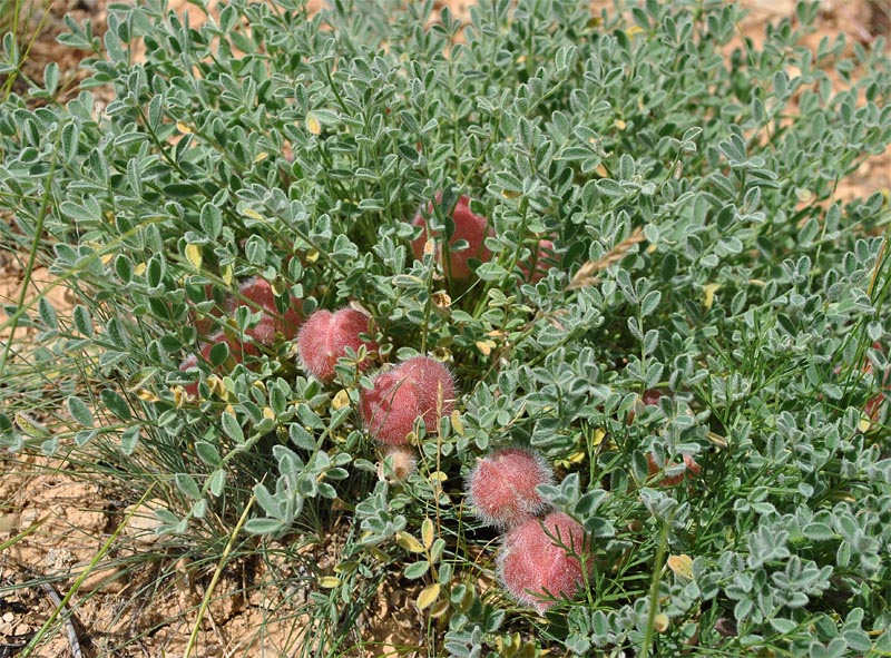 Image of Astragalus biebersteinii specimen.
