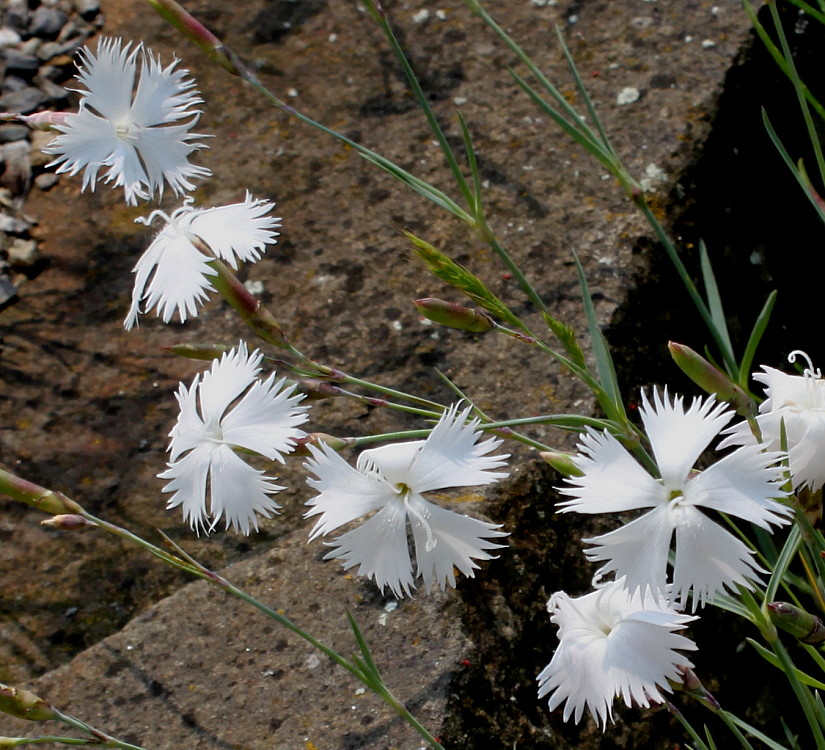 Изображение особи Dianthus noeanus.