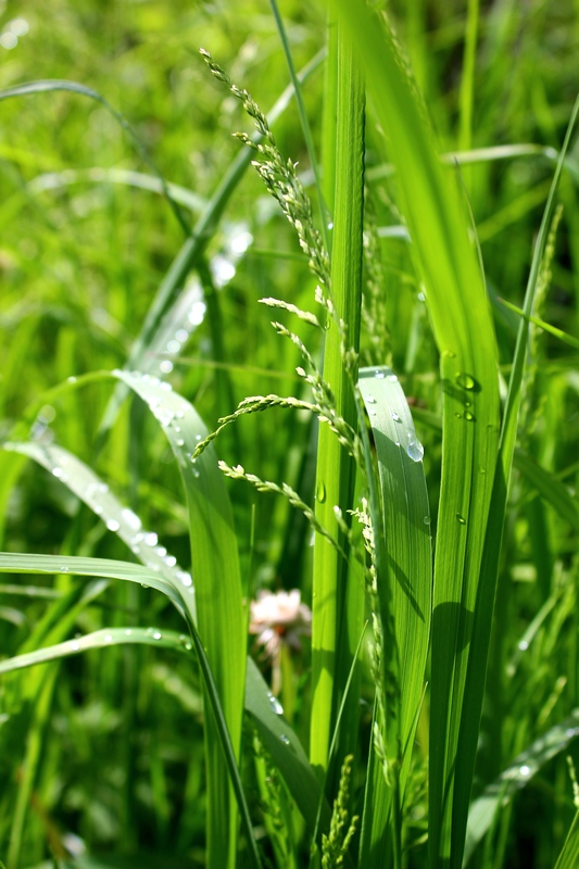 Image of genus Poa specimen.