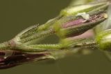 Image of taxon representative. Author is Сергей Свирин