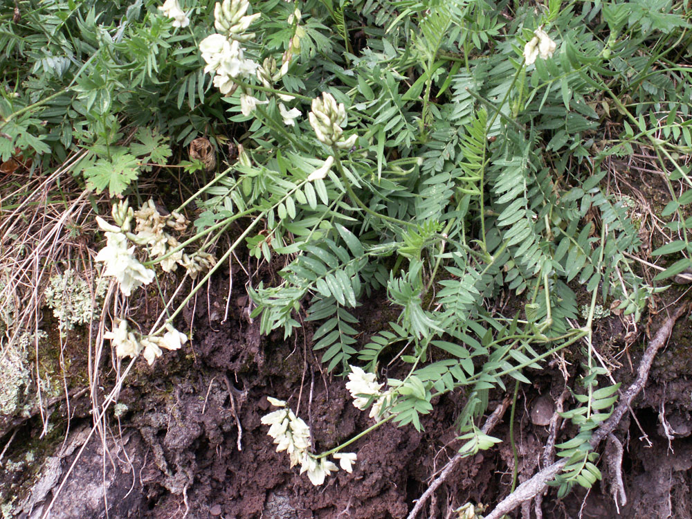 Image of Oxytropis ochroleuca specimen.