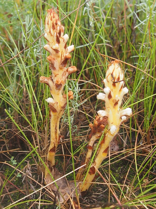 Image of Orobanche korshinskyi specimen.