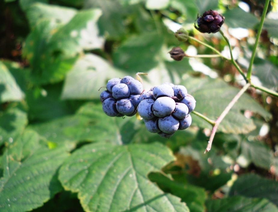 Image of Rubus caesius specimen.