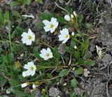 Claytonia arctica. Цветущее растение. Камчатский край, Ключевская группа вулканов, окрестности перевала Толбачинский. 21.07.2013.