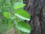 Image of taxon representative. Author is Наталия Шульц