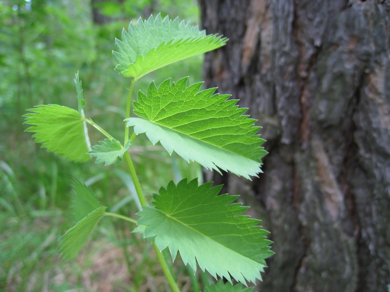 Image of Sanguisorba officinalis specimen.