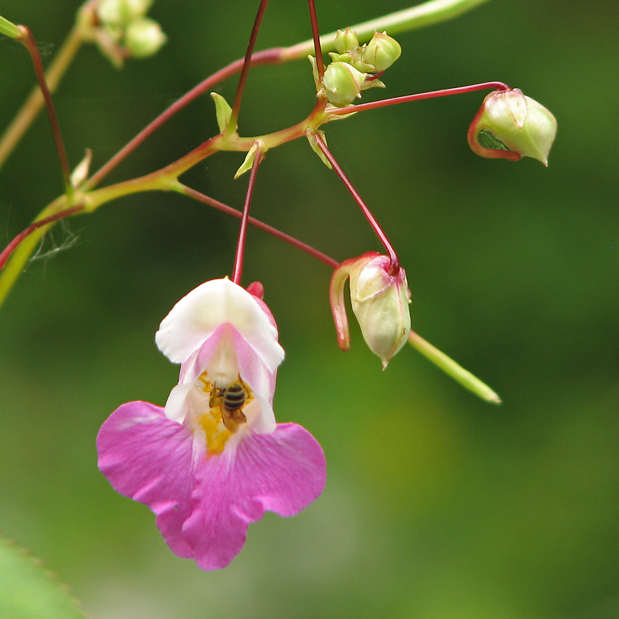 Image of Impatiens balfourii specimen.