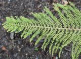 Polystichum setiferum