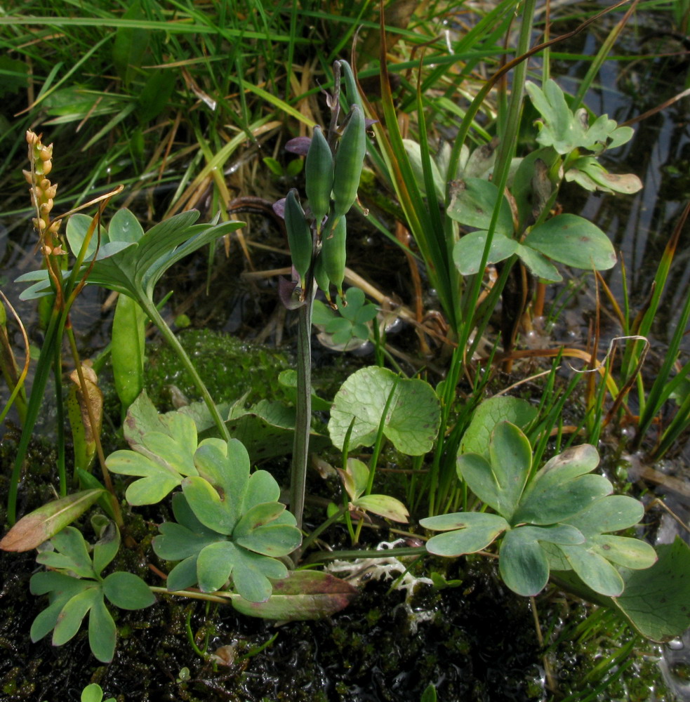 Image of Corydalis sajanensis specimen.