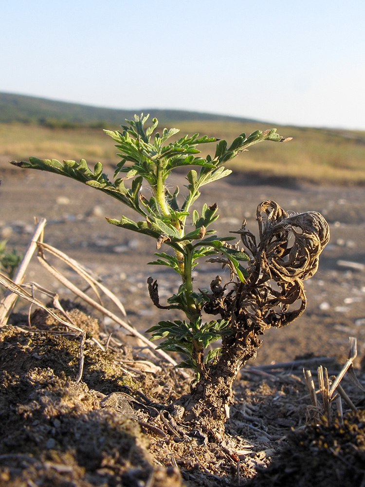 Image of Ambrosia artemisiifolia specimen.