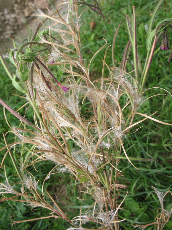 Image of Epilobium hirsutum specimen.