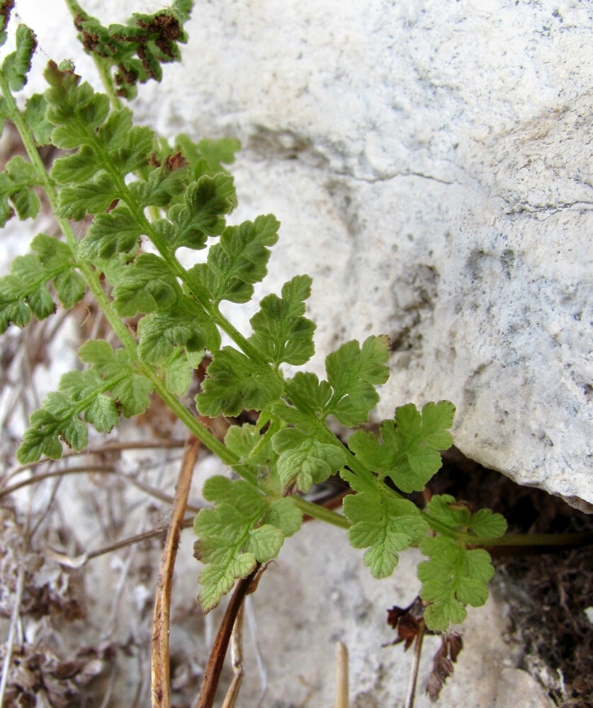 Image of Cystopteris dickieana specimen.