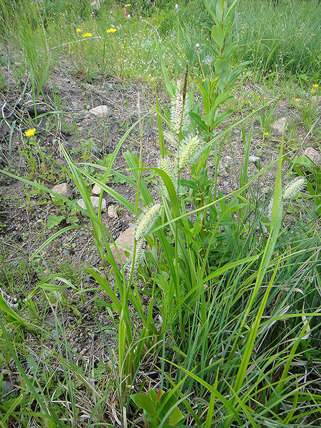 Image of Carex rhynchophysa specimen.