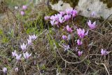 Смотреть изображение Cyclamen hederifolium