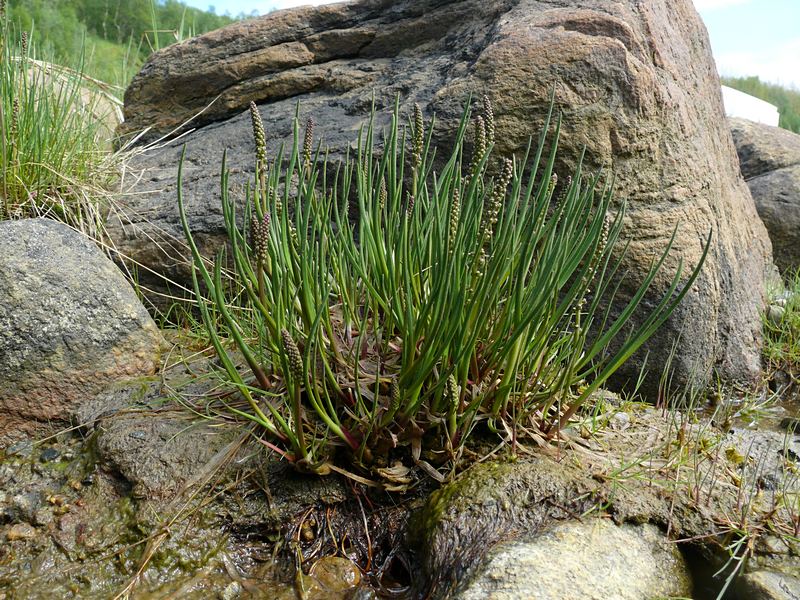 Image of Triglochin maritima specimen.