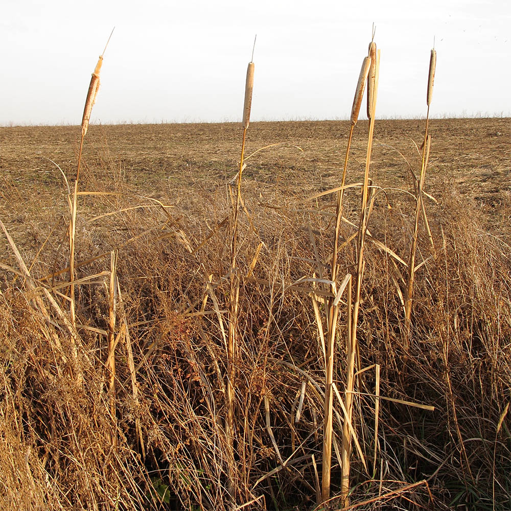 Image of genus Typha specimen.