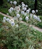 Echinops sphaerocephalus