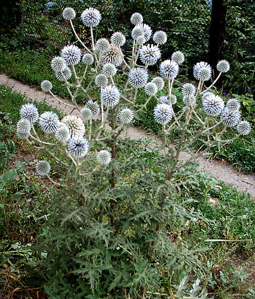 Изображение особи Echinops sphaerocephalus.