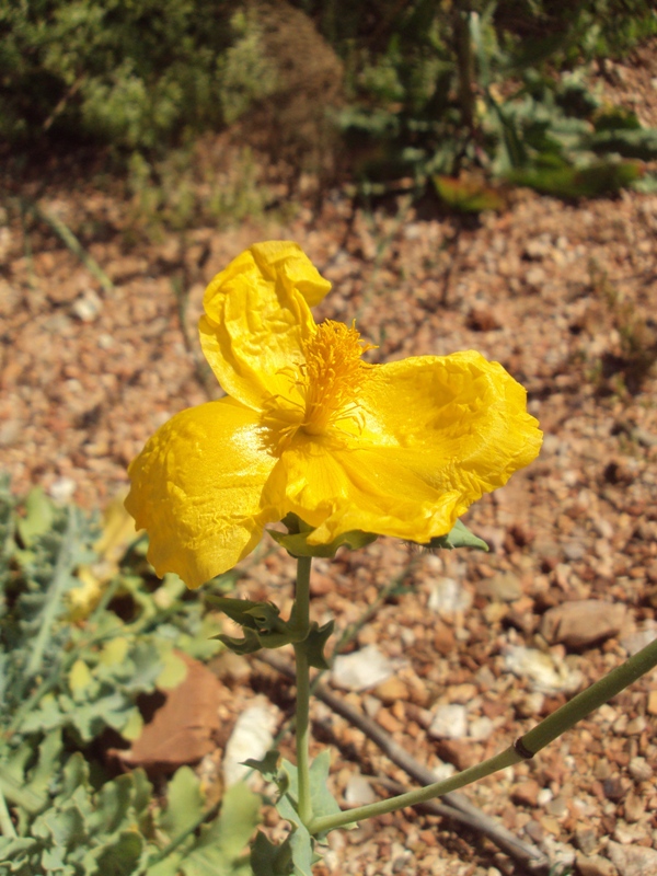 Image of Glaucium flavum specimen.