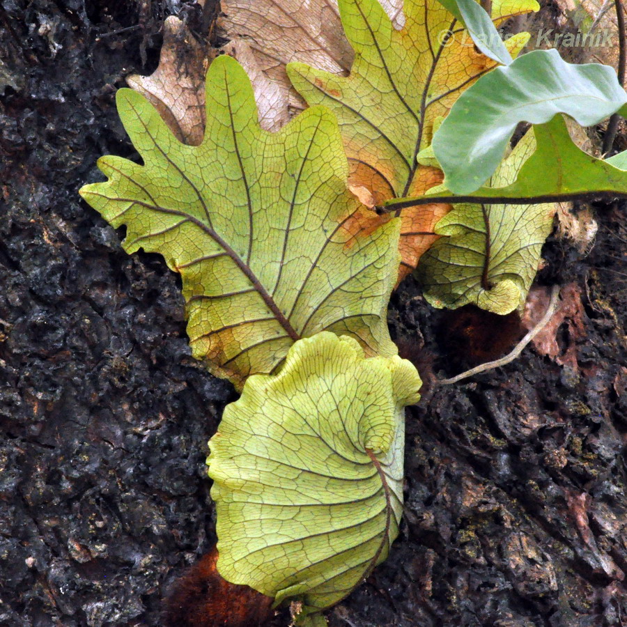 Image of Drynaria quercifolia specimen.