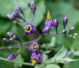 Solanum dulcamara. Соцветие. Германия, г. Дюссельдорф, Ботанический сад университета. 14.08.2013.