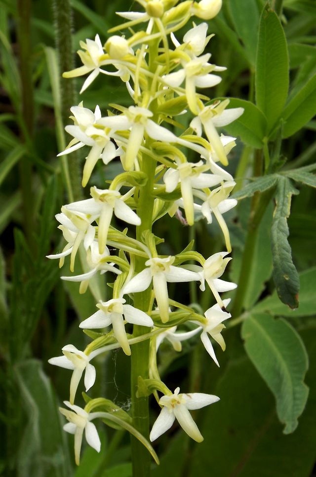 Изображение особи Platanthera bifolia.