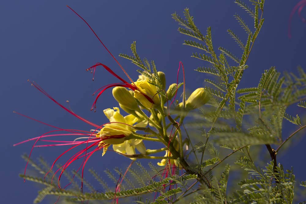 Изображение особи Caesalpinia gilliesii.