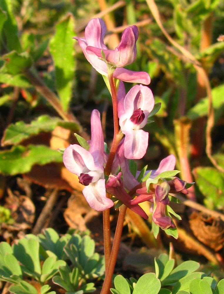 Image of Corydalis paczoskii specimen.